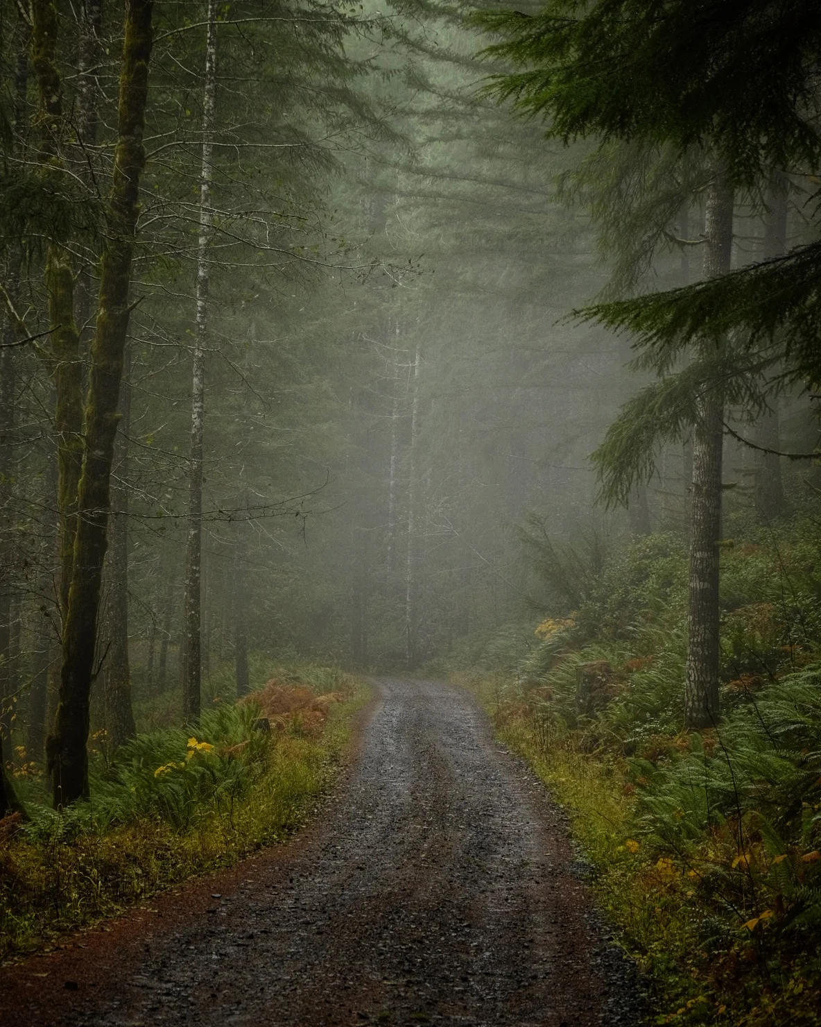 Misty road in Tillamook State Forest