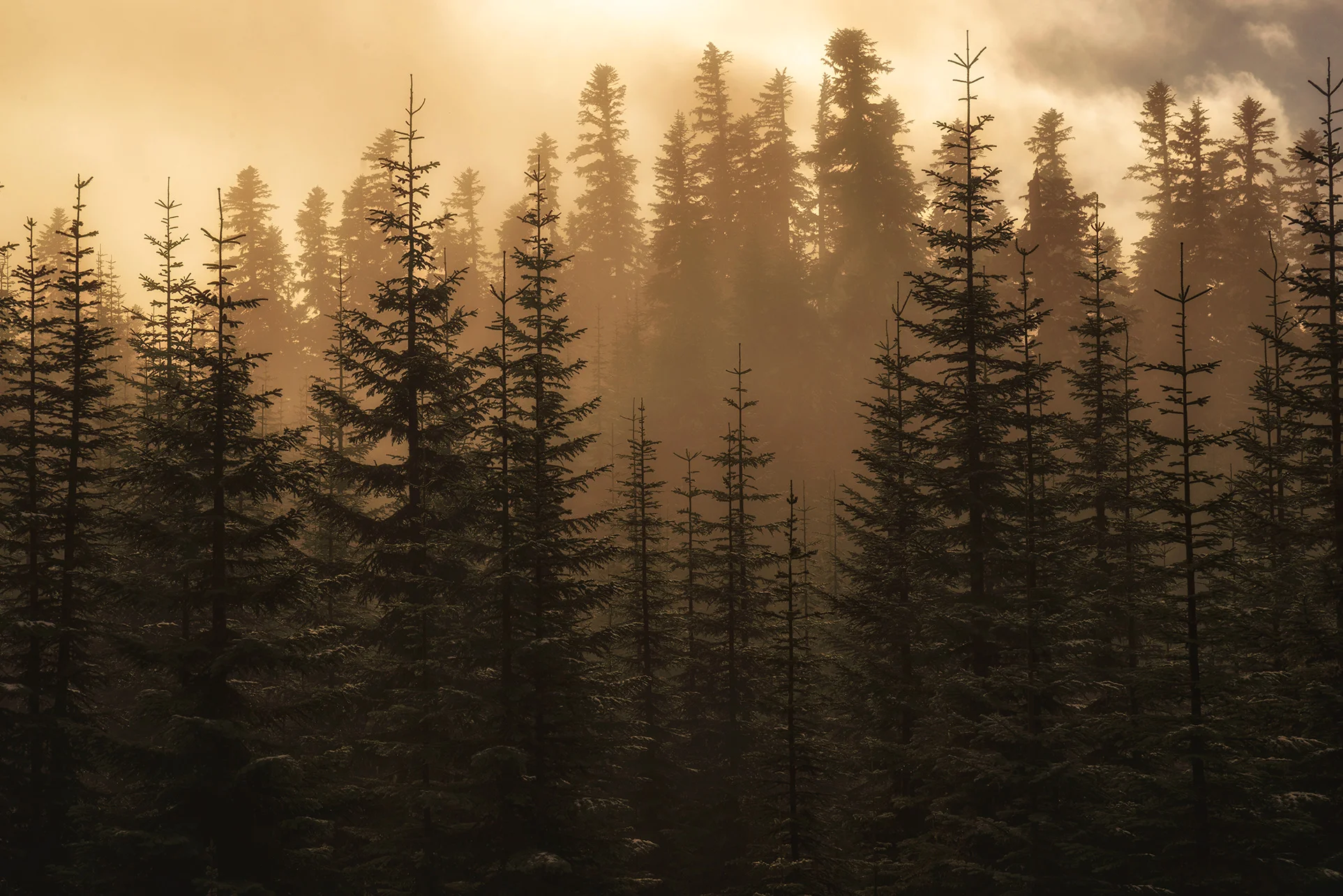 Foggy Firs
