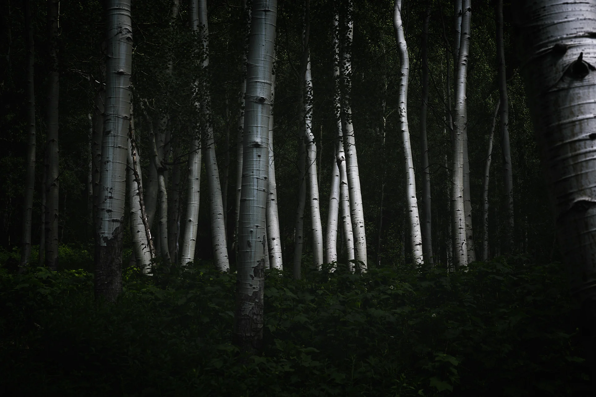 Aspen Ghosts