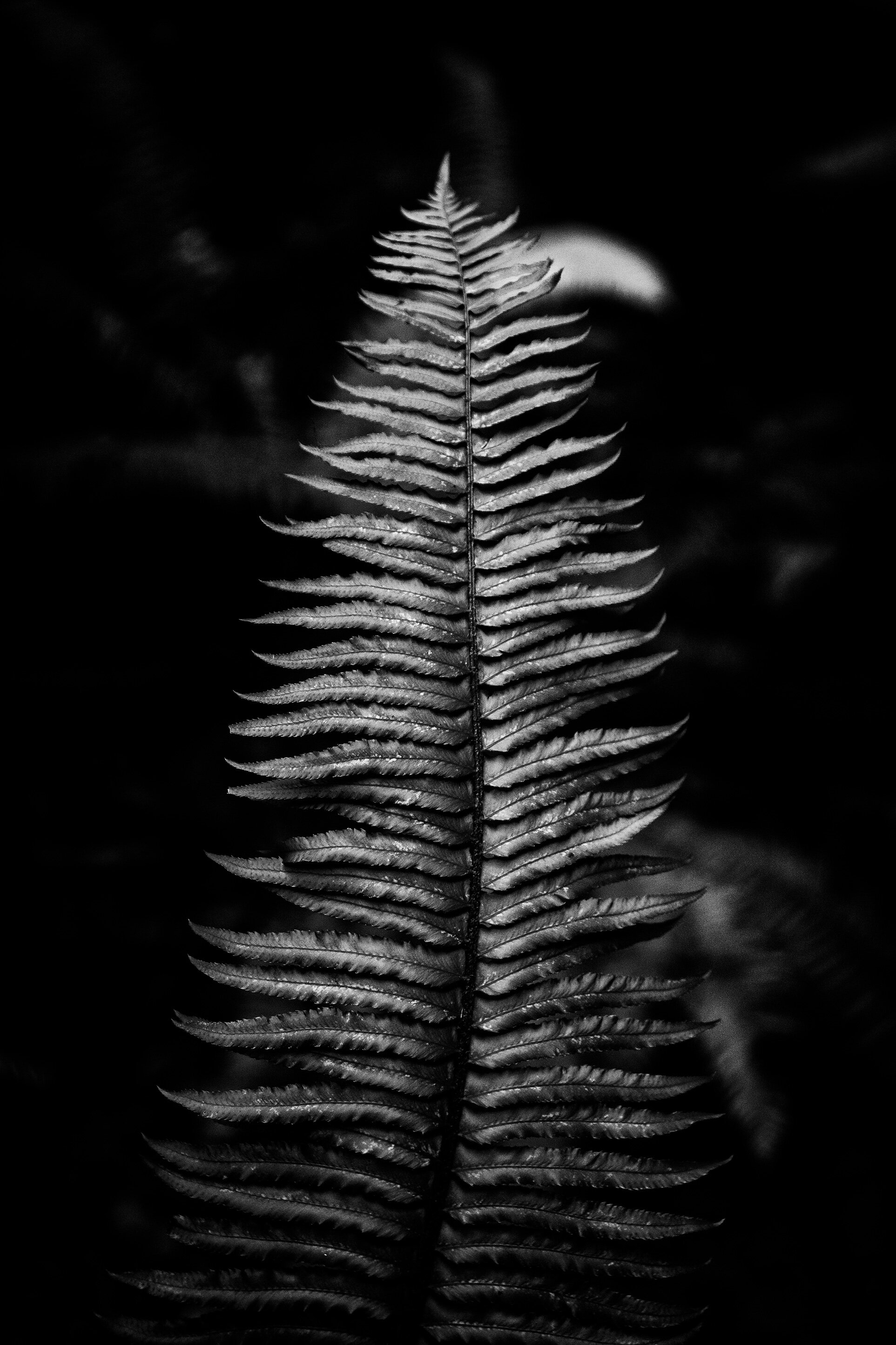 Sword Fern 2