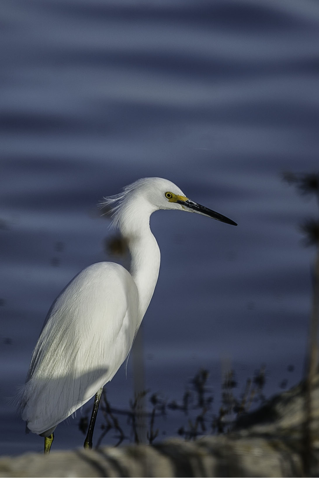 Egret.jpg