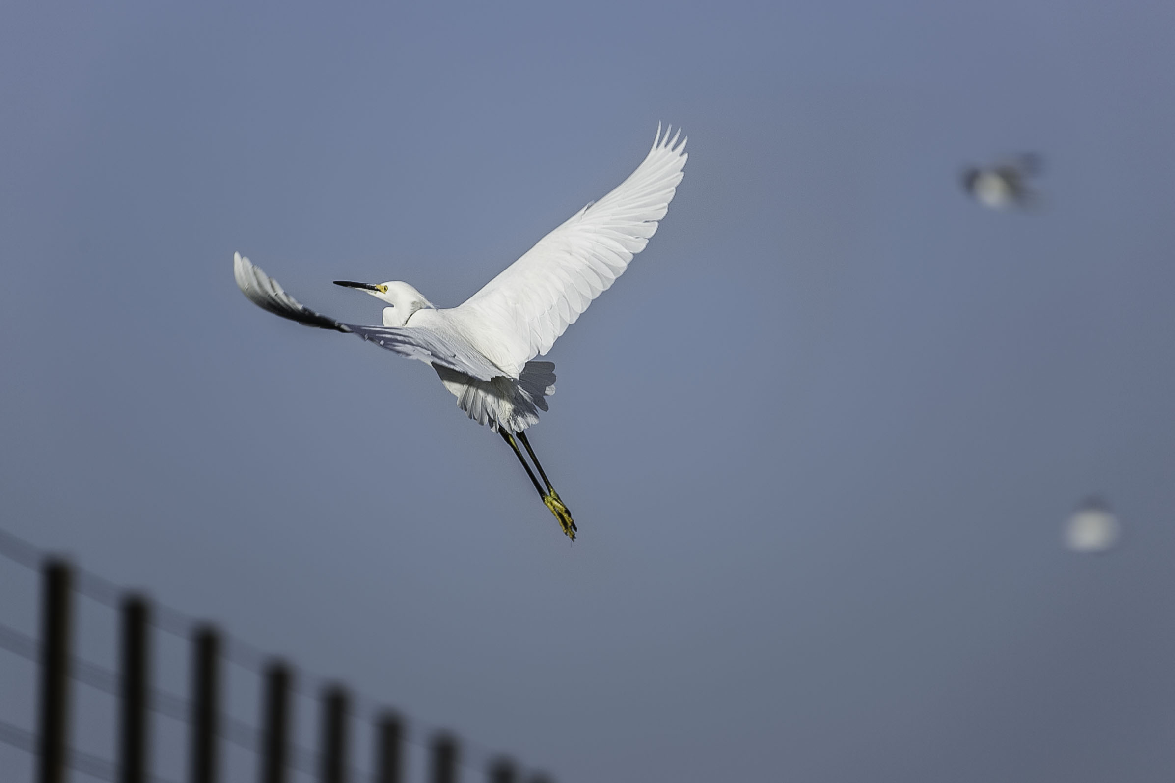 Egret flying.jpg