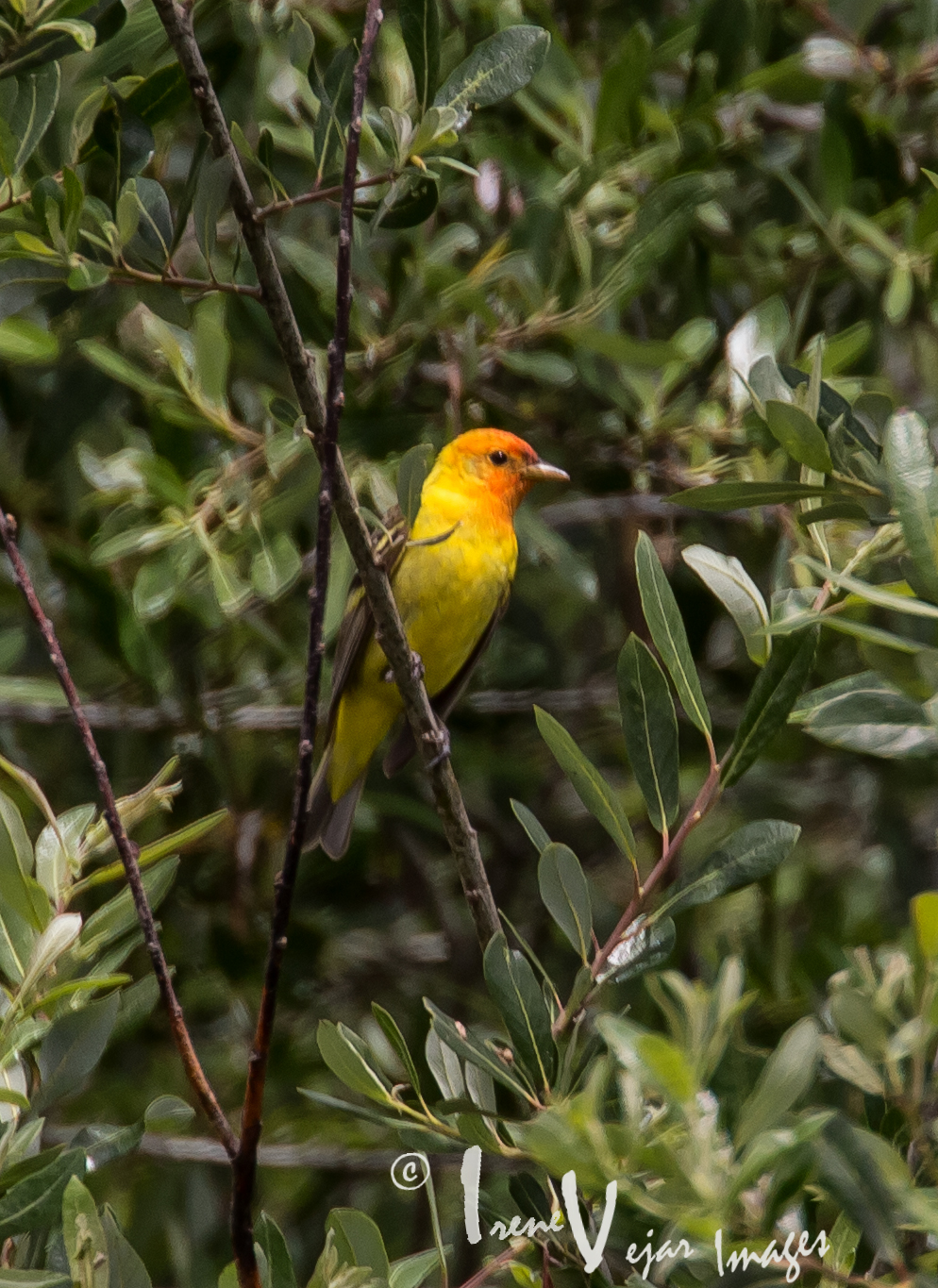 Western Tanager logo.jpg