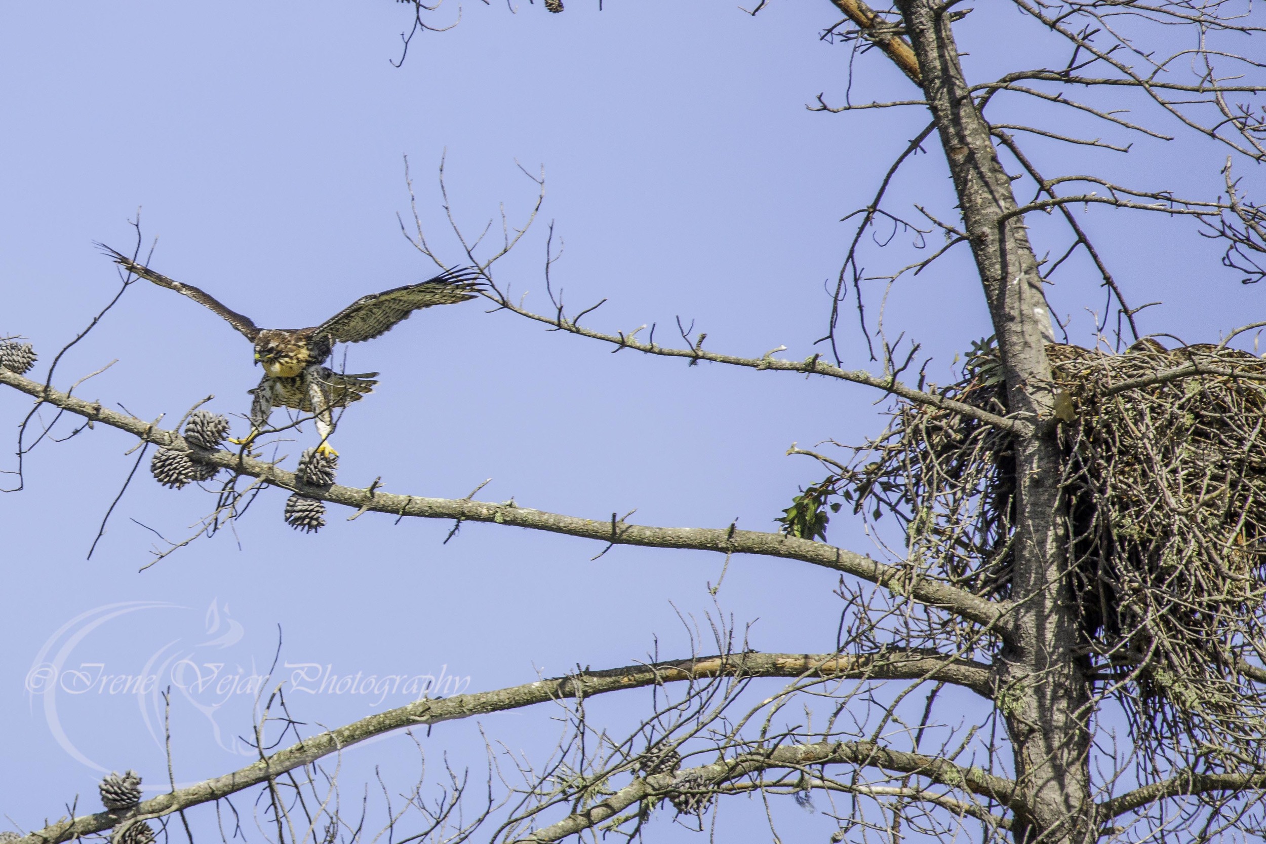 out on a limb.jpg