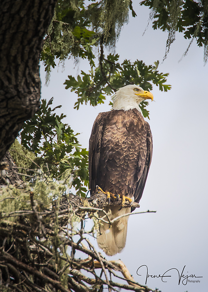 Father eagle guarding the nest