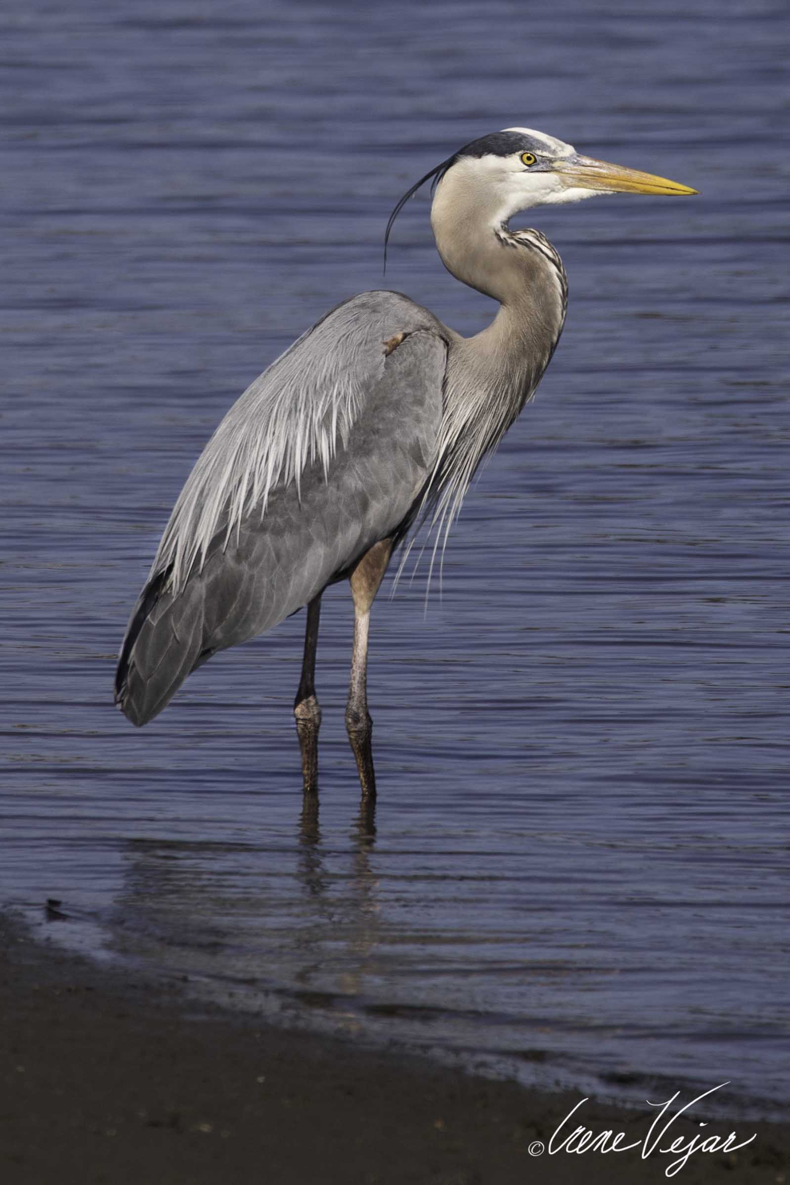 Blue Heron.jpg