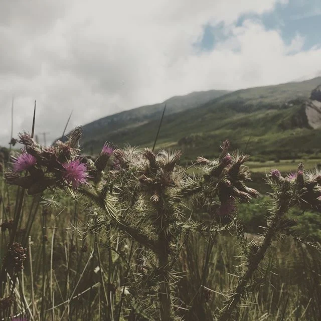 From Wales to London: in which we encounter a henge that is not a henge, what appears to be the magical field of poppies from the Wizard of Oz, and vintage Lotuses.