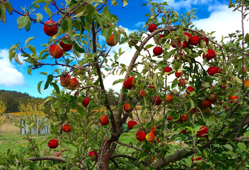 Woodbridge fruit trees cygnet tas