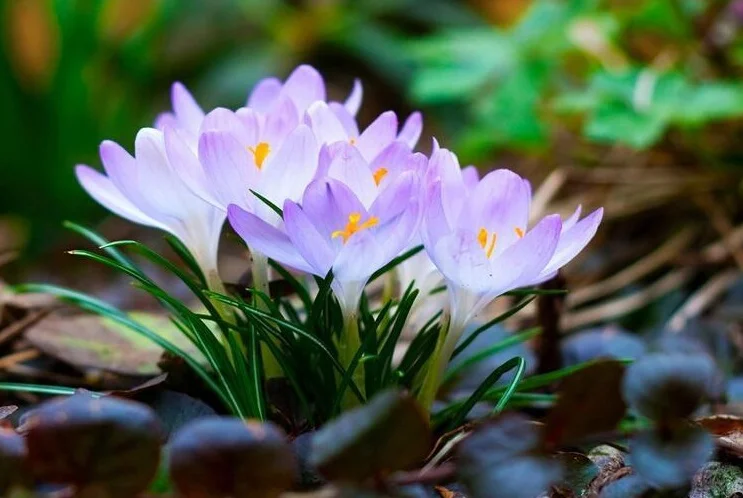 crocus7b.jpg