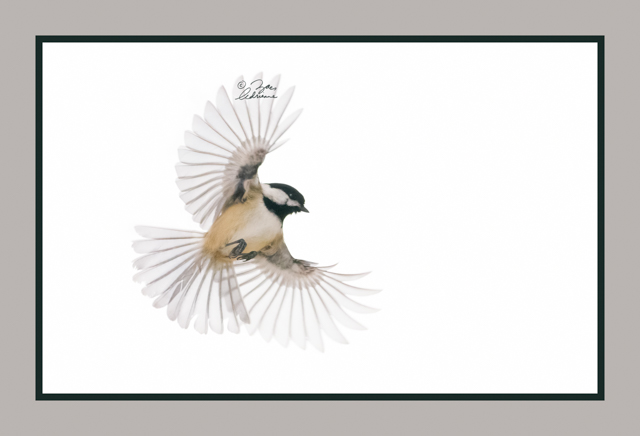 Ethereal Wings (Chickadee)