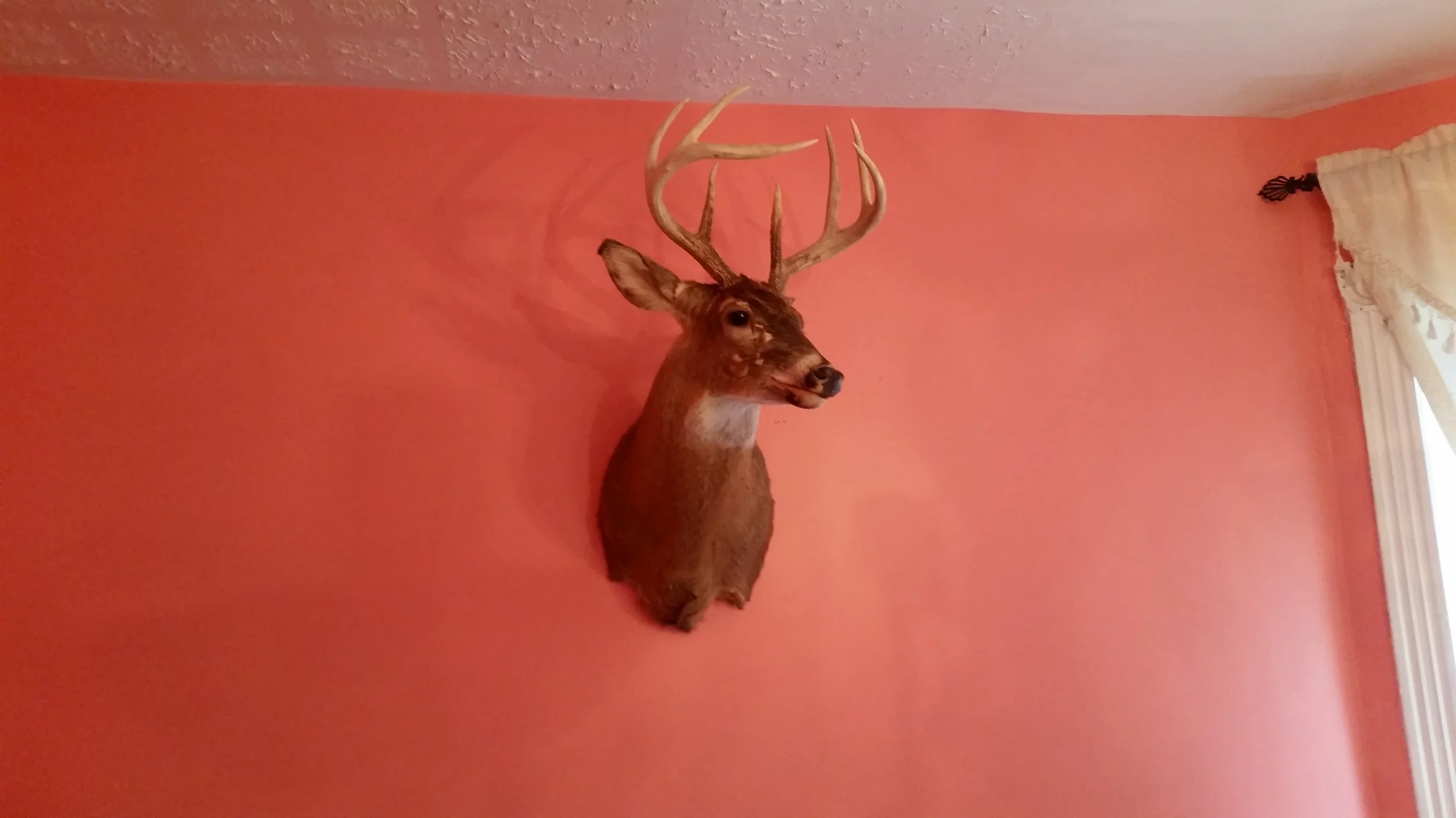 Taxidermy Deer Head in The Wes Anderson Room