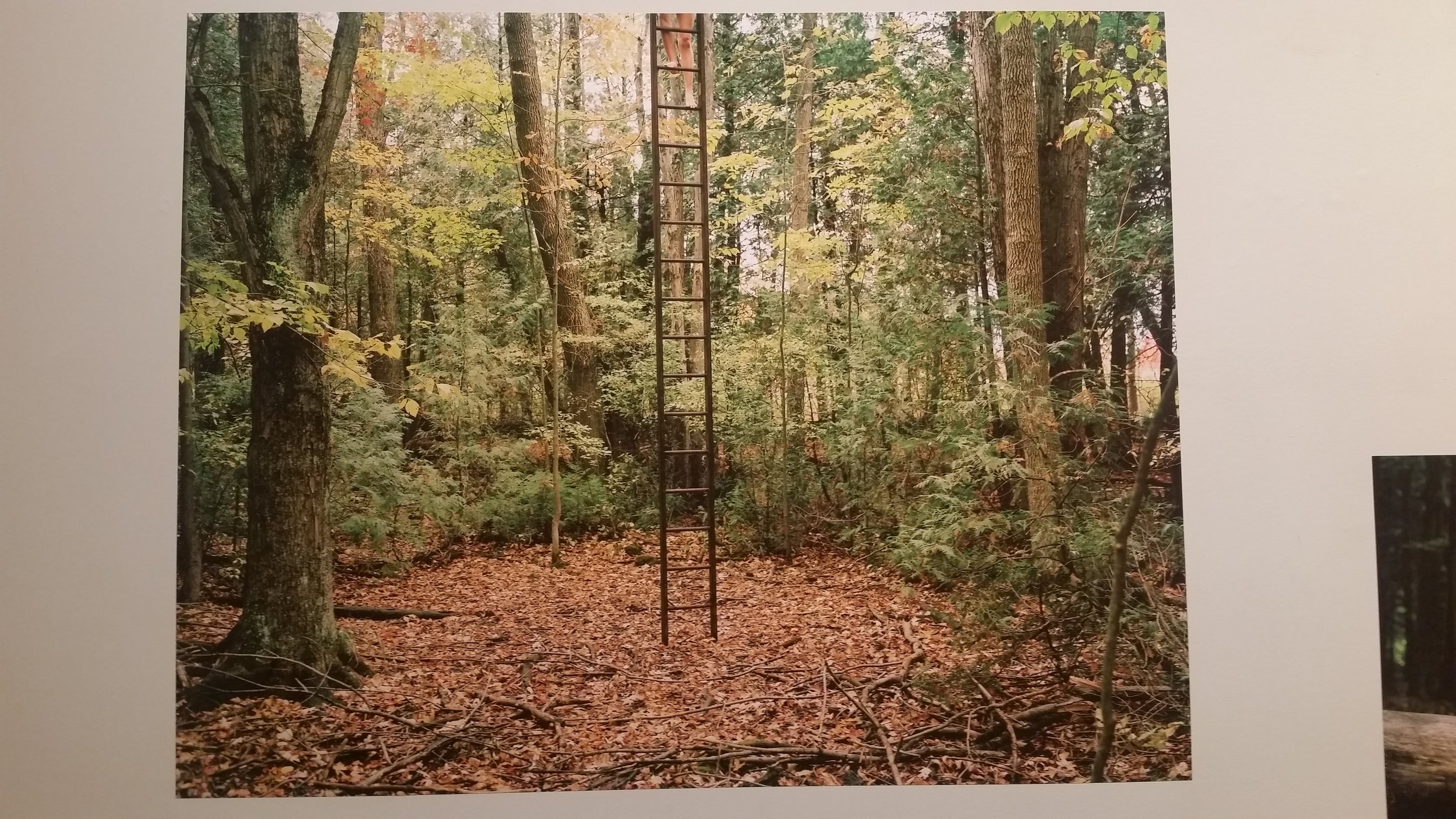 "The Woods" by Darren Rego