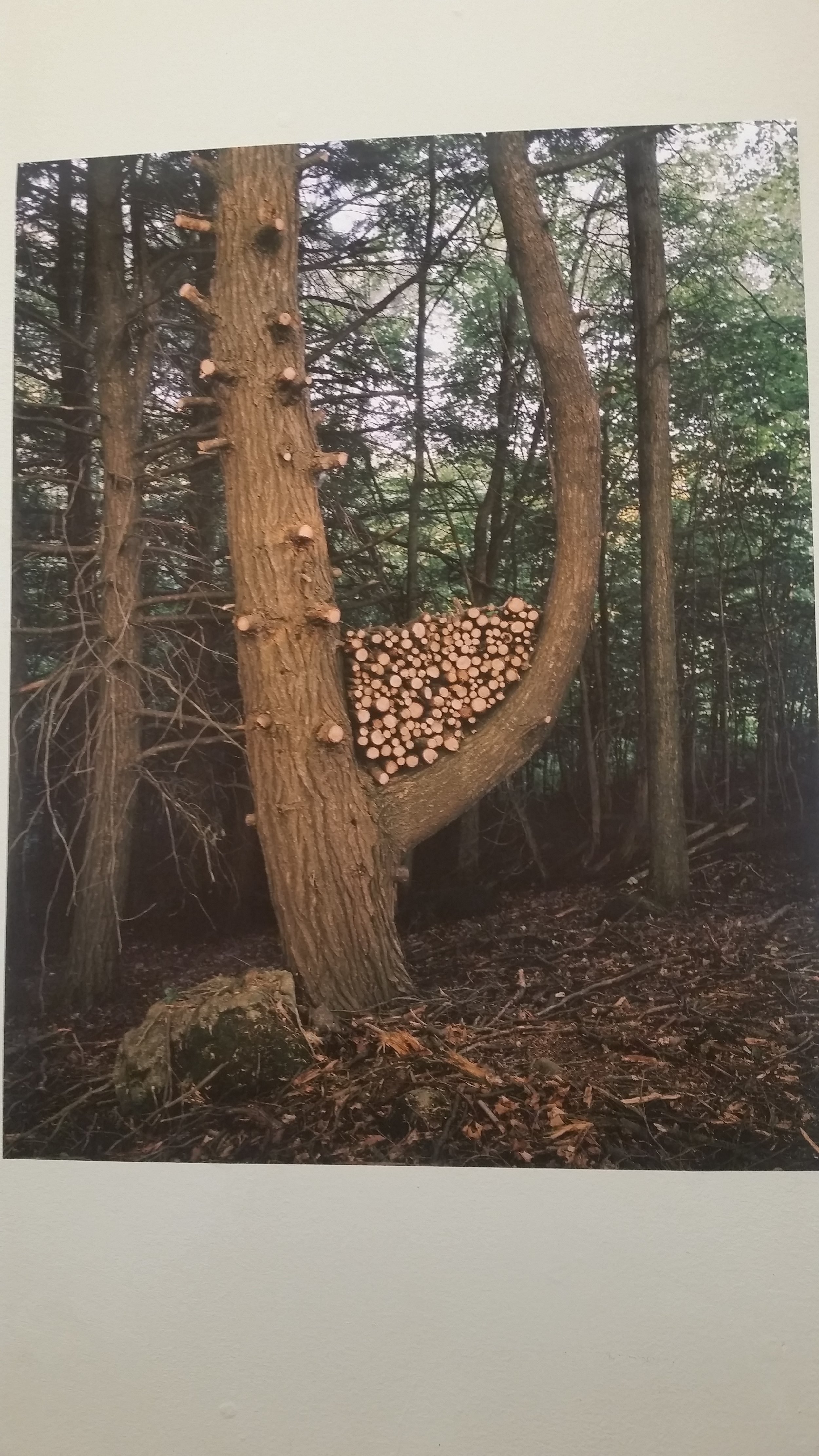 "The Woods" by Darren Rego