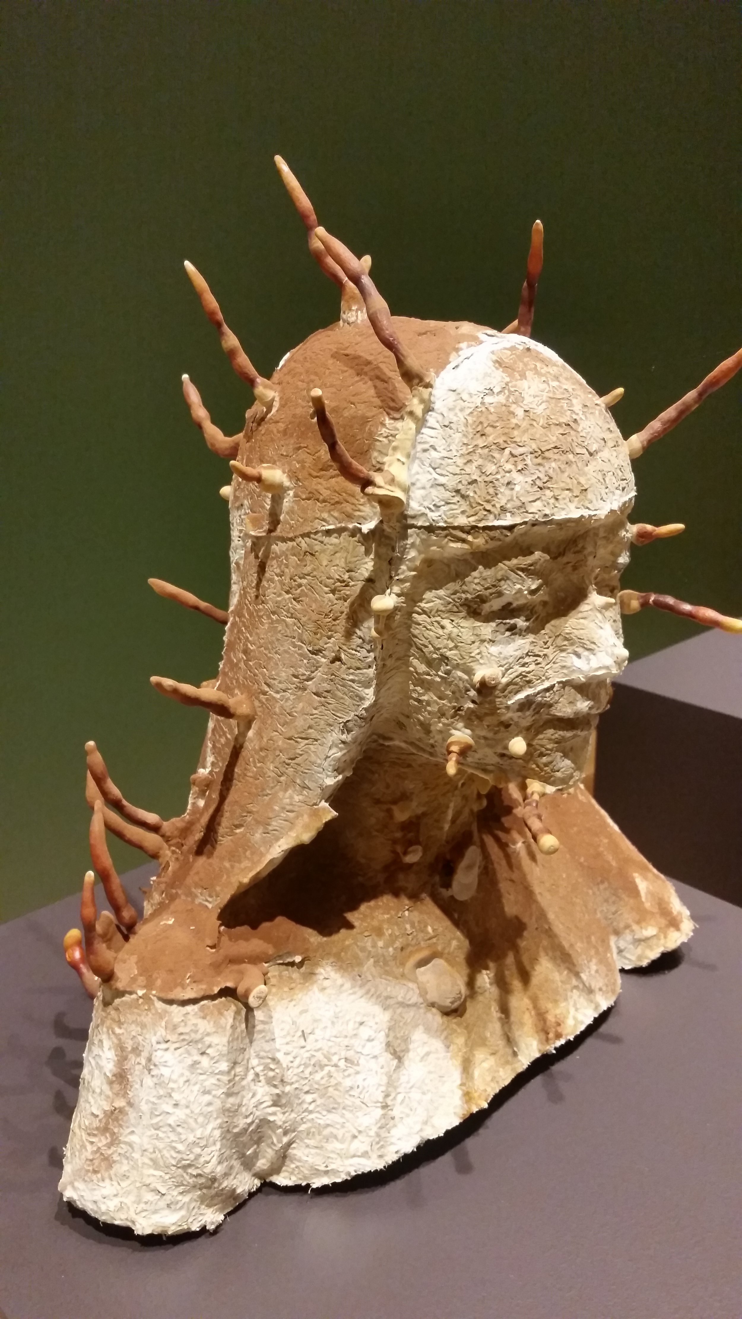 Lingzhi Girl , 2016 - 2017. Lingzhi mushrooms and wood chips.