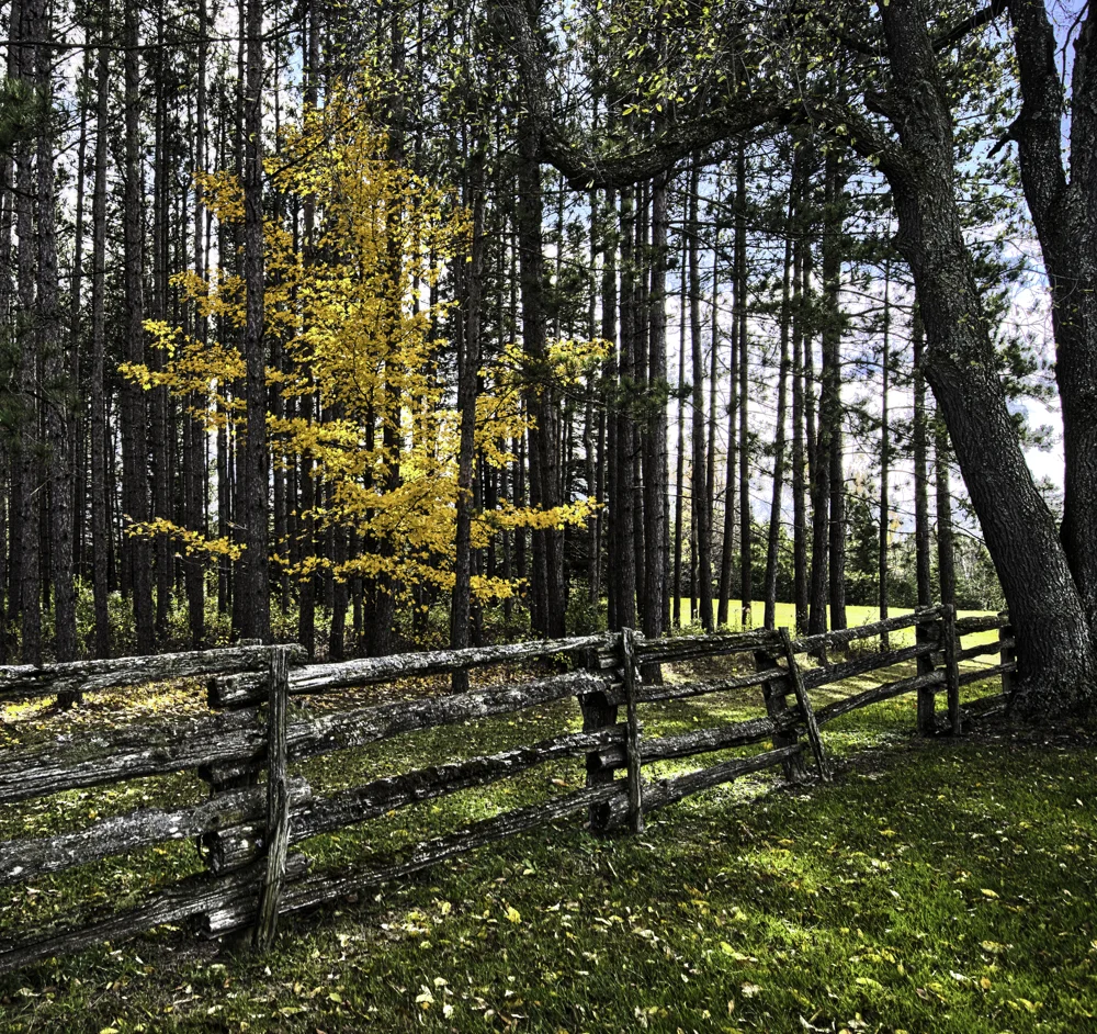 golden maple erin_HDR4.jpg