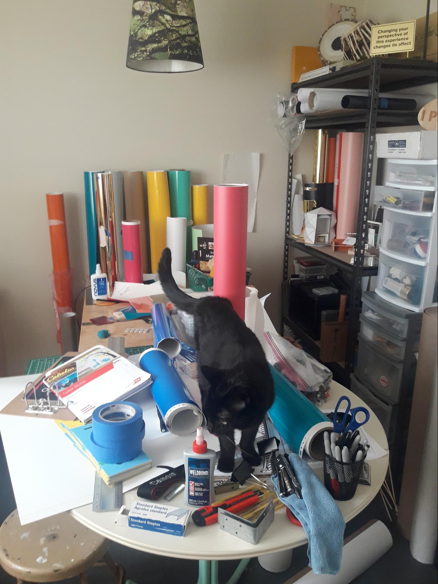 Damien (cat) in the studio, 2018 Photo by Tess Martens