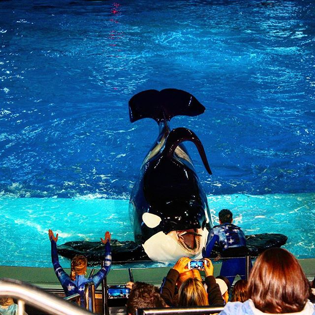 Fun at the Orca show at Sea World! #fun #family #instatravel #instagood #holiday #travel #theorlandotravelguide #seaworldorlando #seaworld #amusementparks