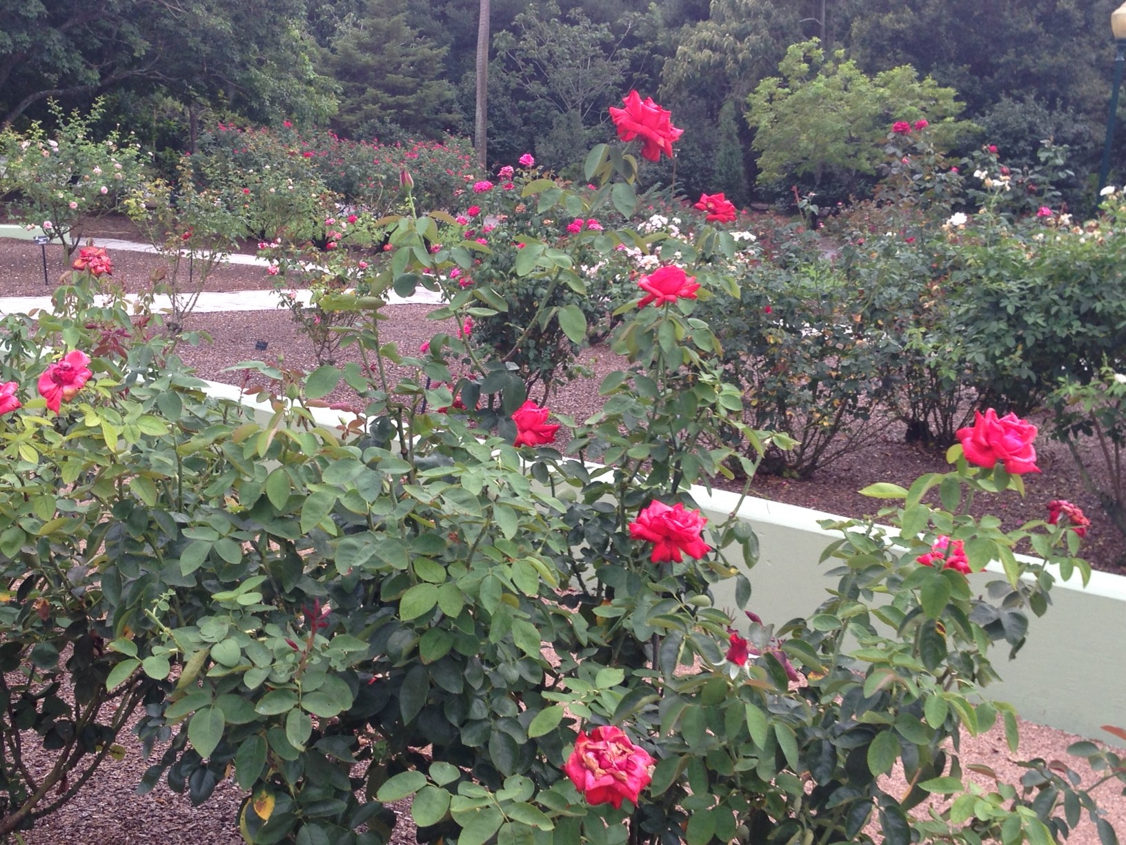 Rose-Garden-3.jpg