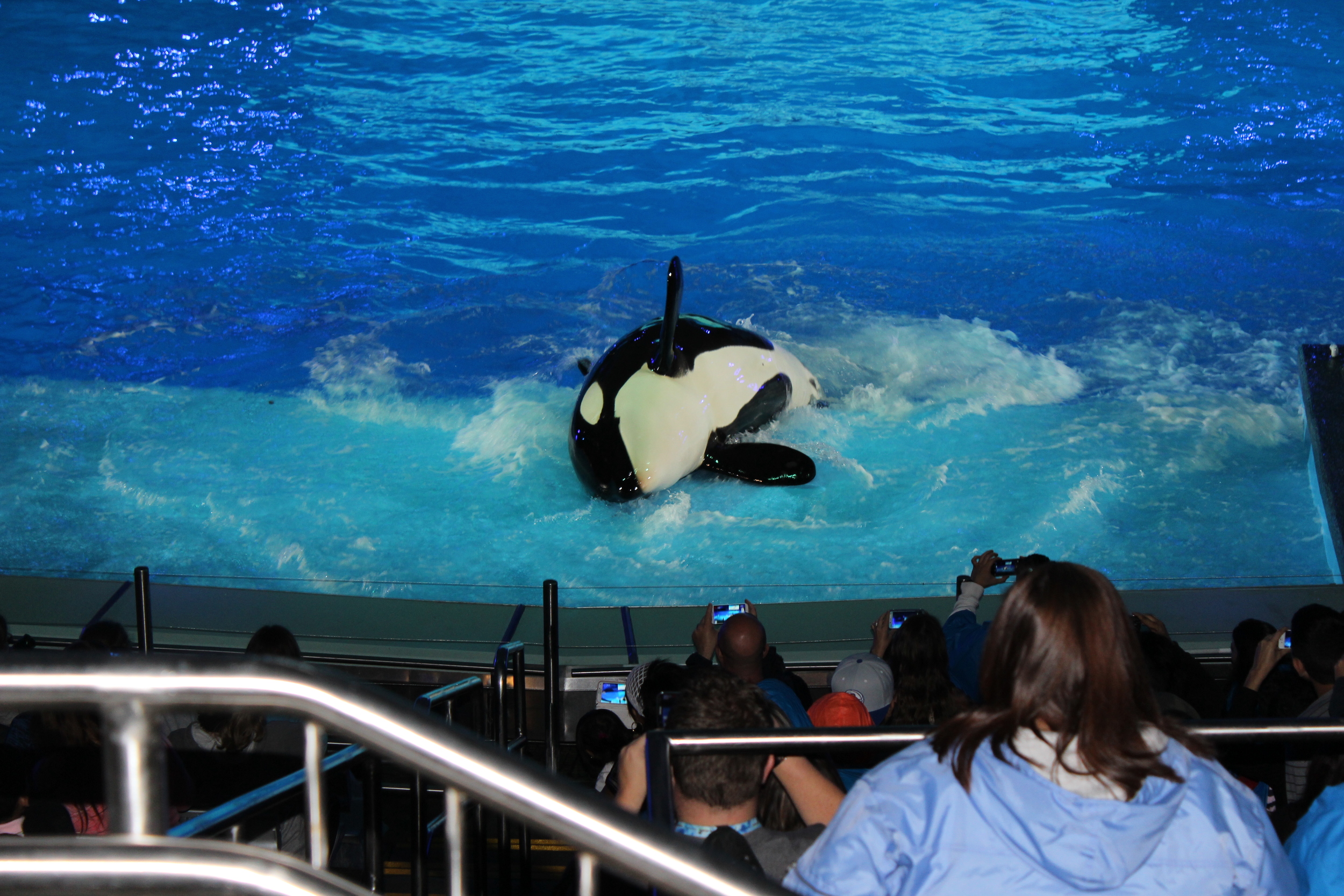 Orca-show-2.jpg