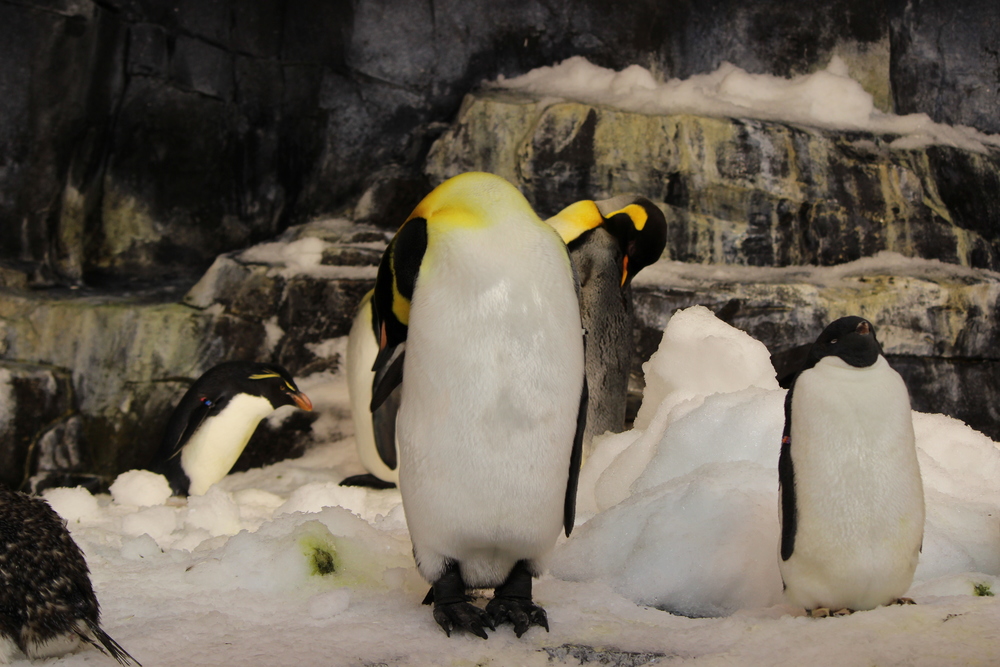 penguins-2.jpg