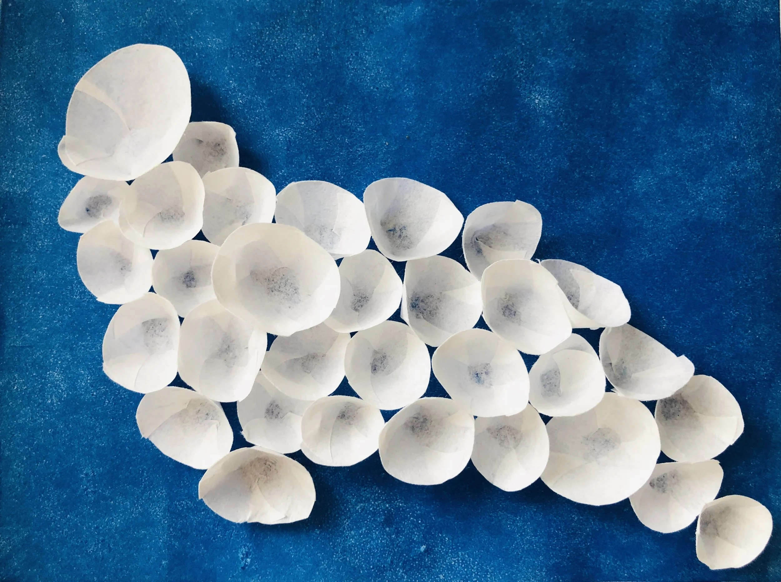 Shells in Winter