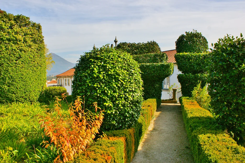 Clipped Camellias.jpg