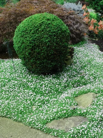 Pratia Lawn.jpg