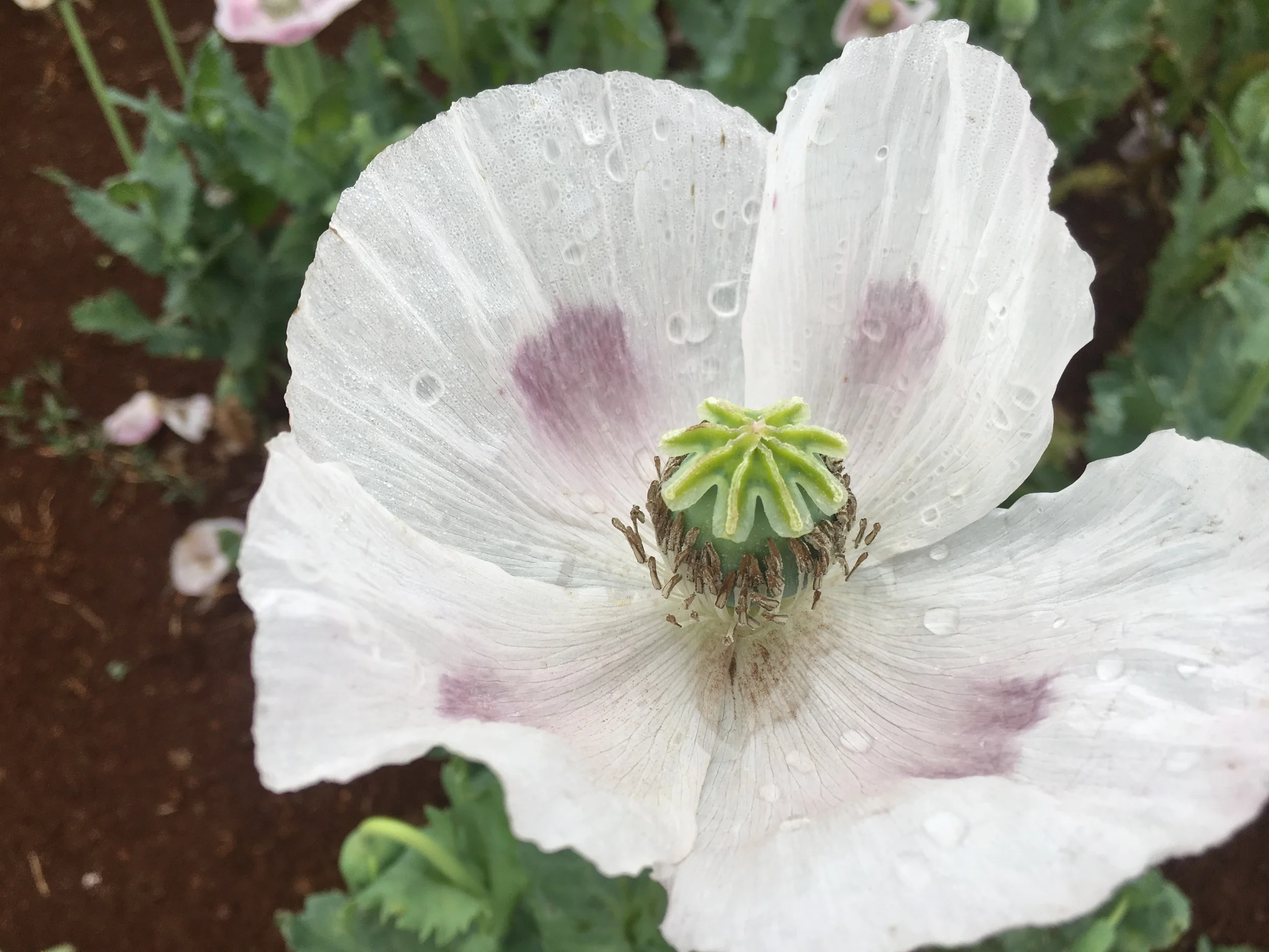 IMG_4688.JPG