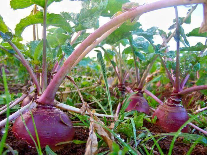  Production / postharvest