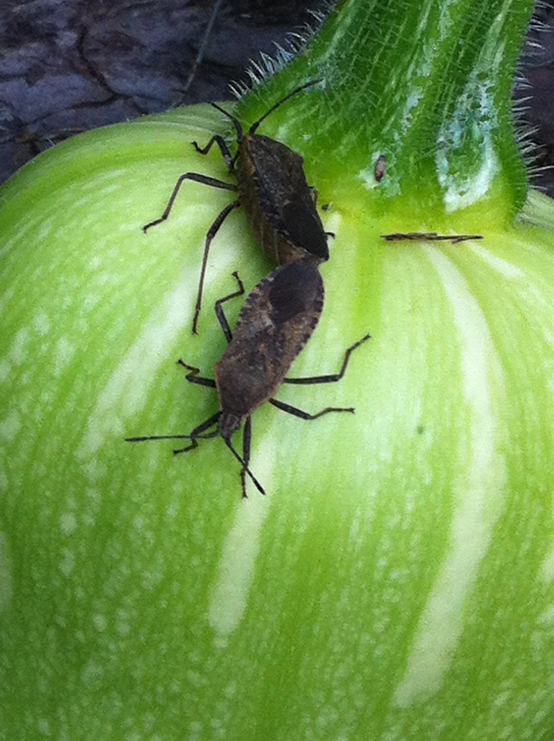 Pest & disease management