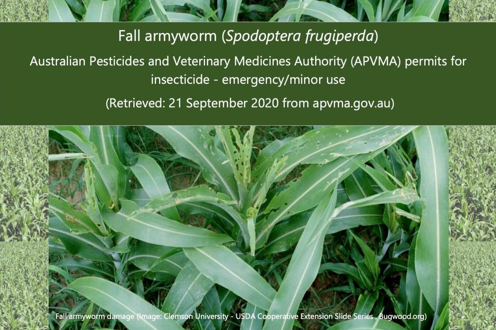 Fall Armyworm Permits - Sep 2020