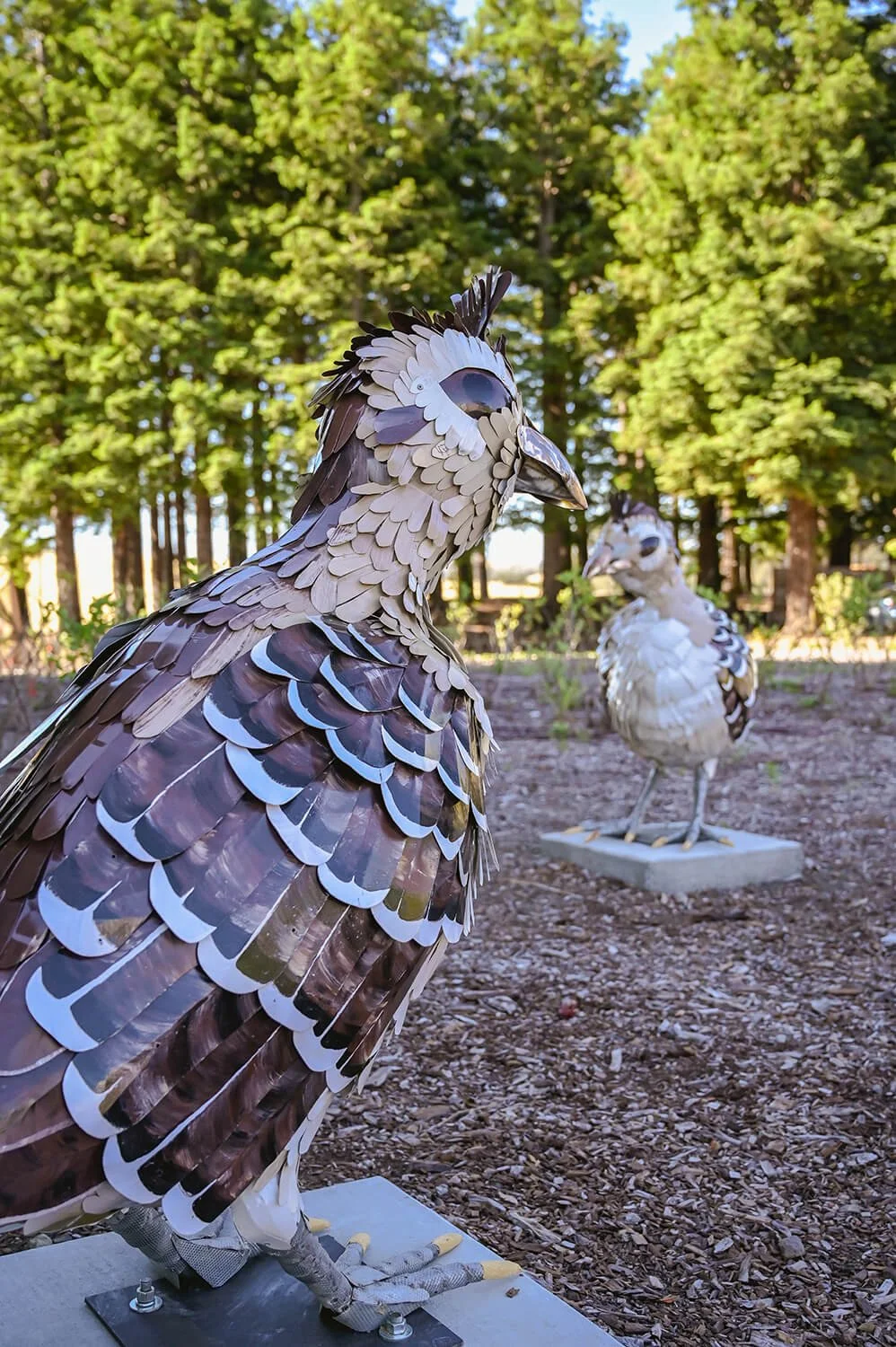 SOMA Village Quails