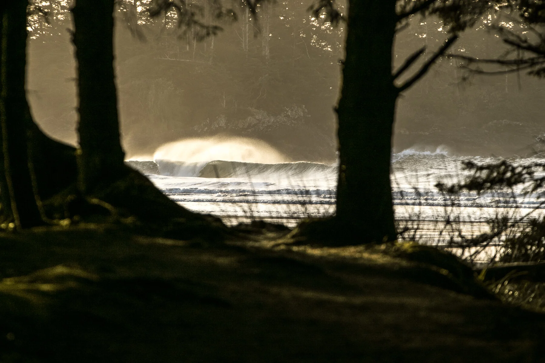 tofino_surf_photography-in_between_trees.jpg