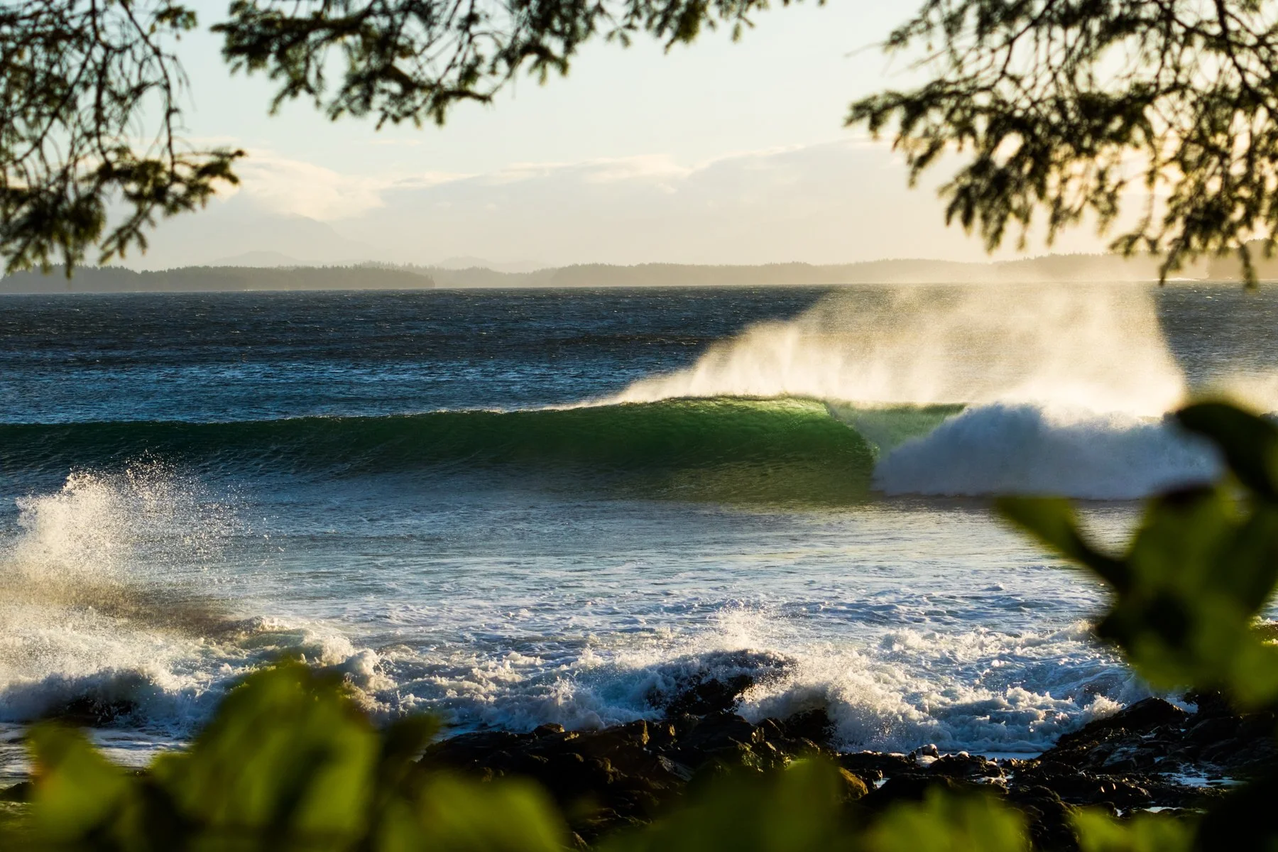 tofino_surf_photography-a_perfect_peak_in_a_frame_of_fir_boughs.jpg