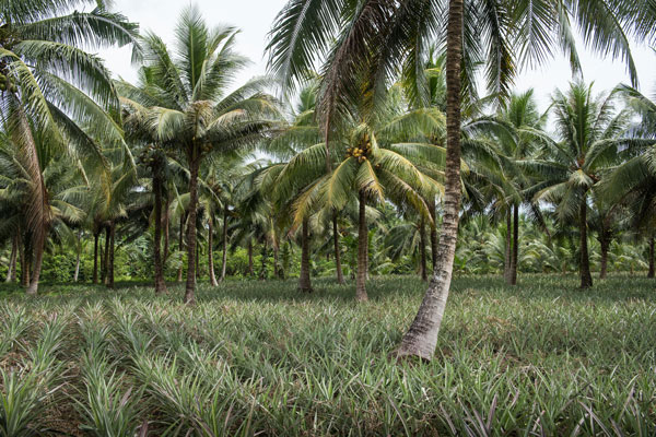 Piñatex-pineapple-plantation-J.Maentz-Sep17-web.jpg