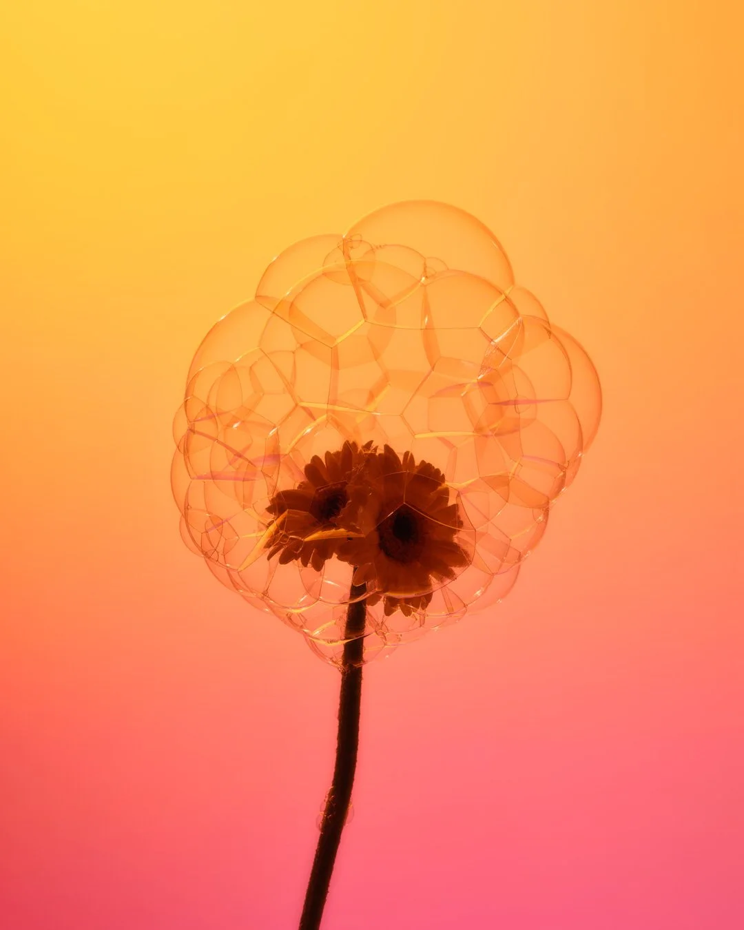 CM-x-Sian-Fay-flower-bubbles-2.jpg