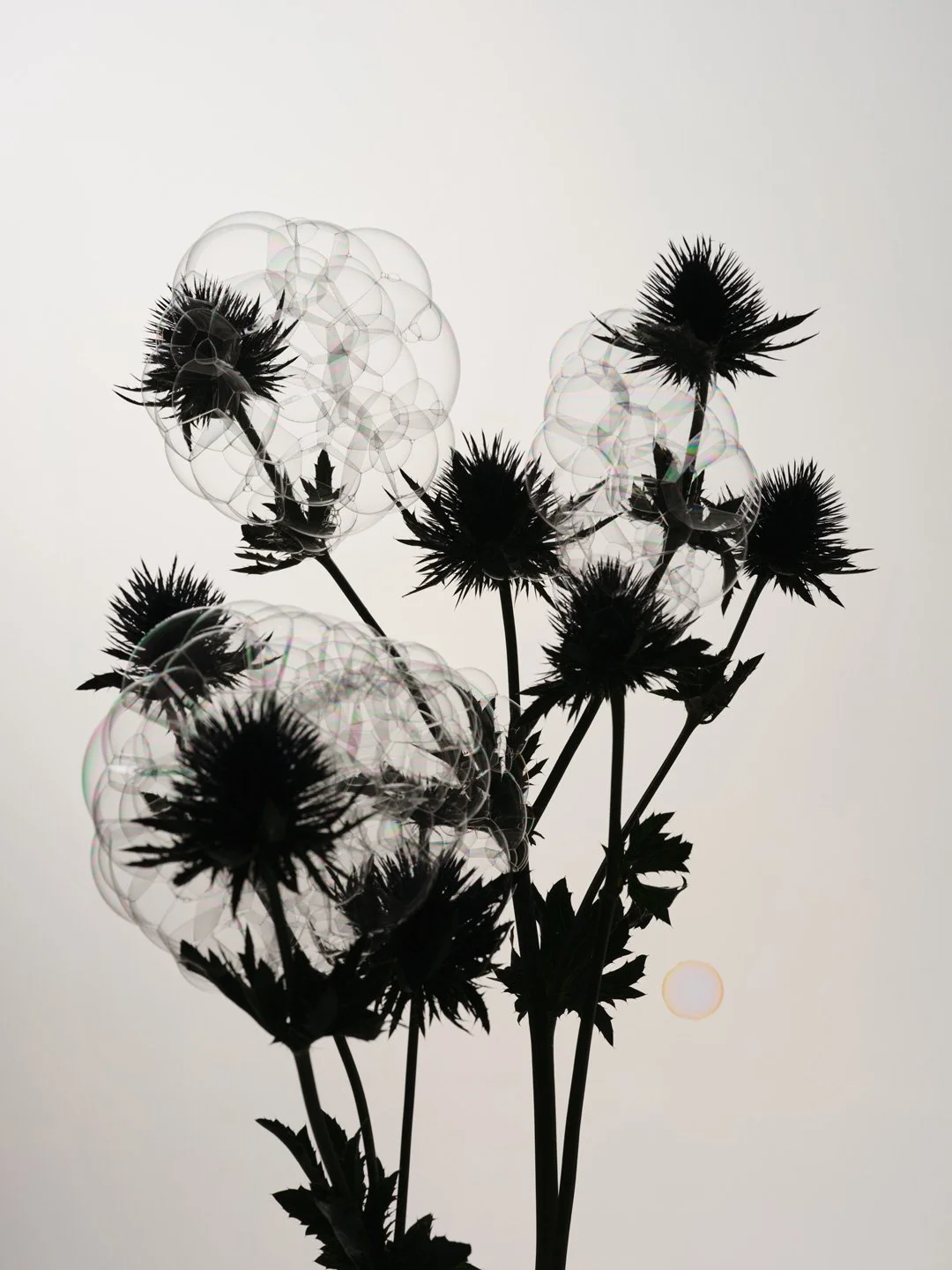 CM-x-Sian-Fay-flower-bubbles-1.jpg