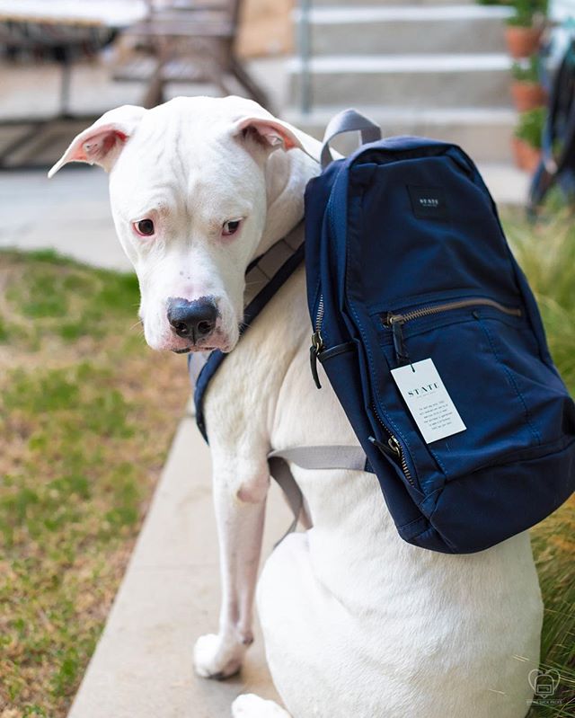 Our brand ambassador, Franklin, would like to help us in thanking @statebags for their extremely generous backpack donation! This incredible donation helps us provide all our recipients with a durable, high quality backpack to house their food and hy