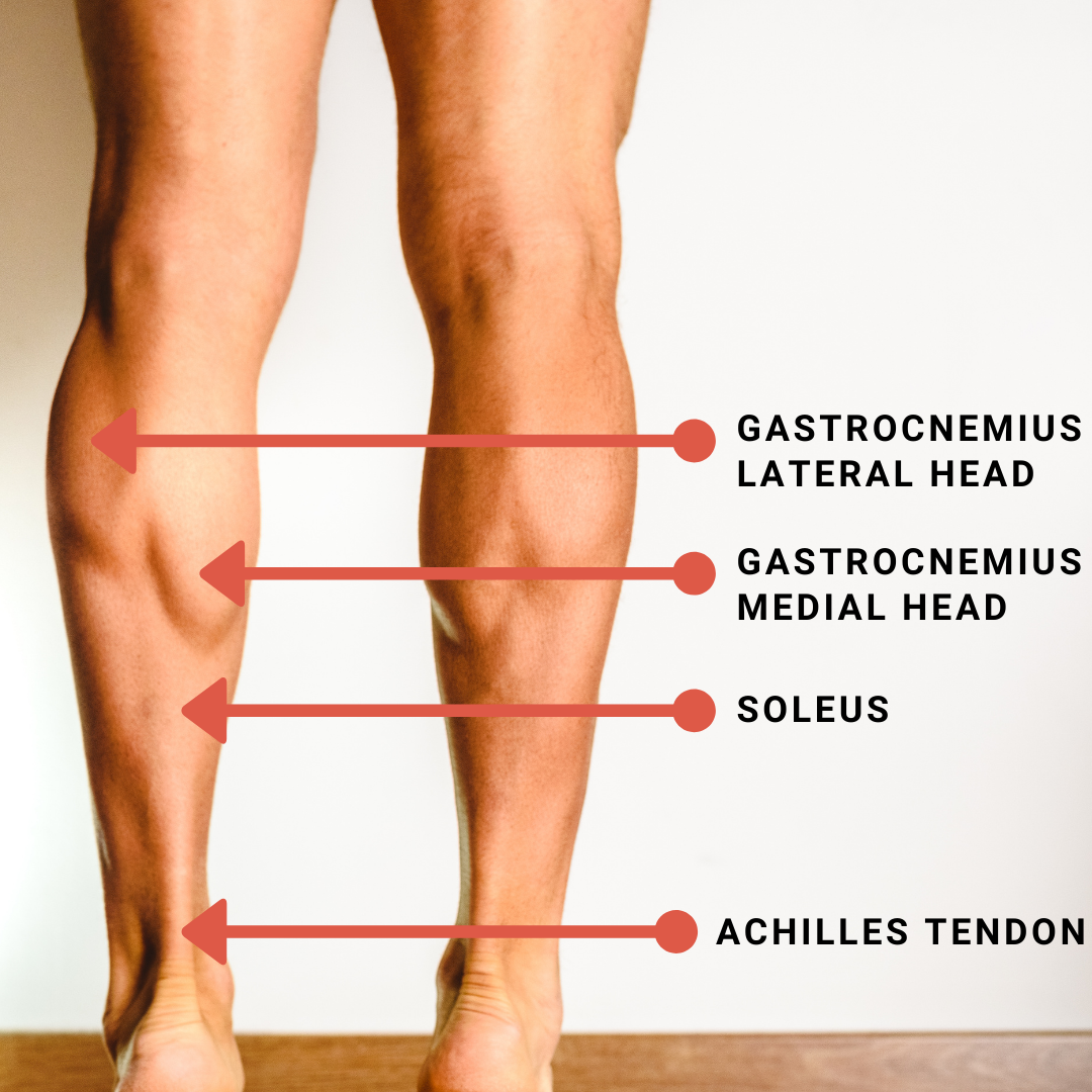 Calf Muscles