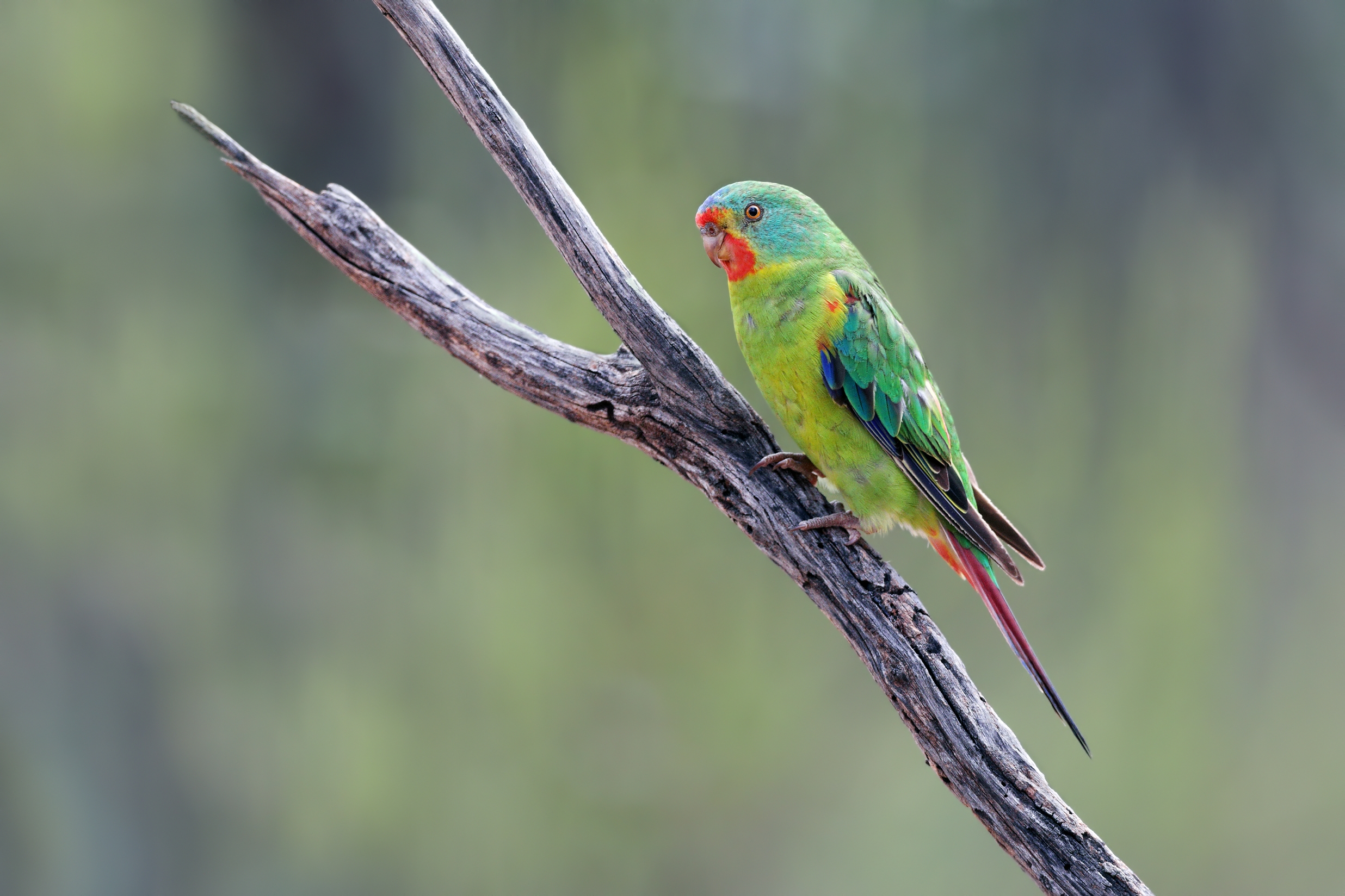 Swift Parrot BirdLife 8 seanrfas.jpg