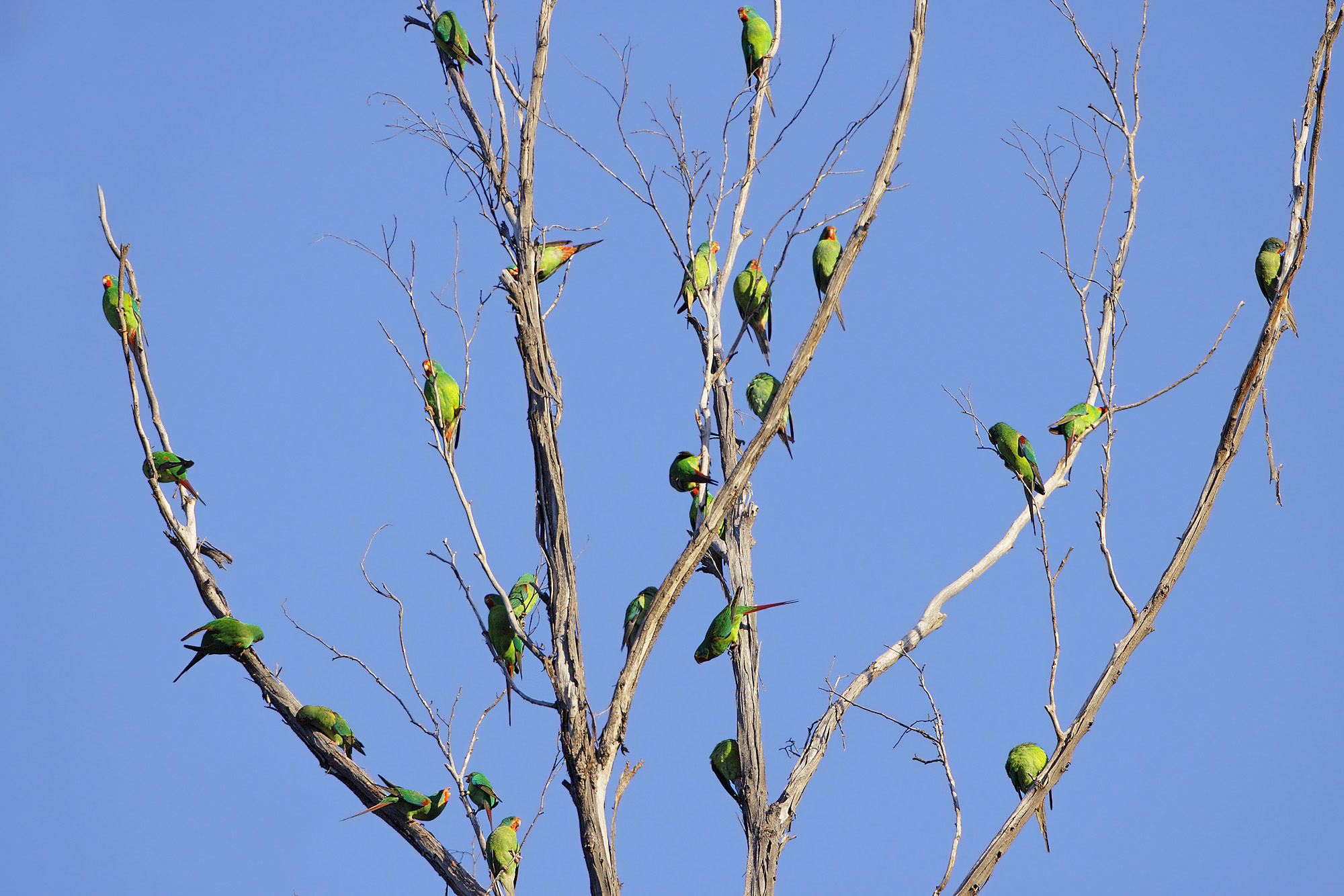 100_2285 Swift Parrot Tzaros.jpg