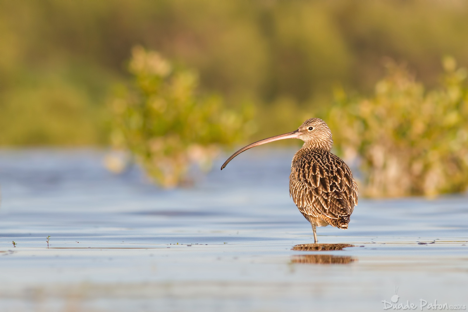 easterncurlew-X3 Duade paton.jpg