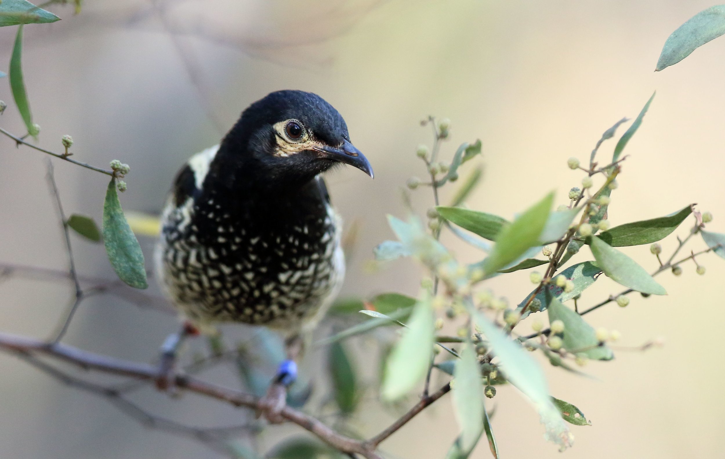 Regent Honeyeater_Chiltern_July_3391.jpg
