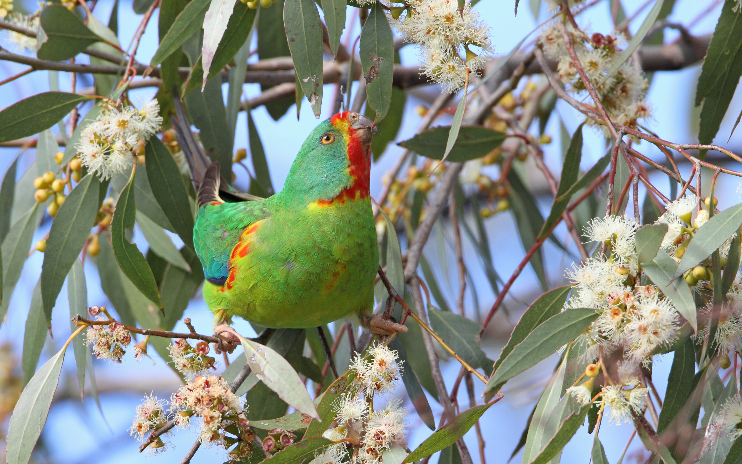 Swift Parrot 1186.jpg