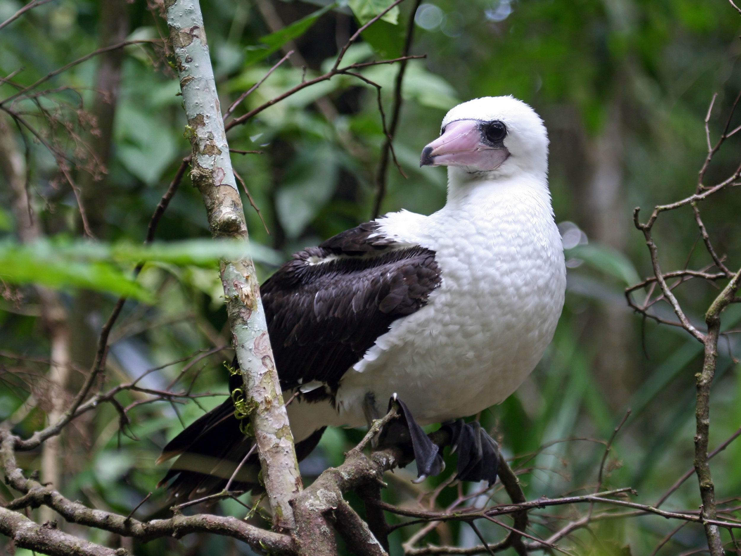 abbotts_booby_39573.jpg