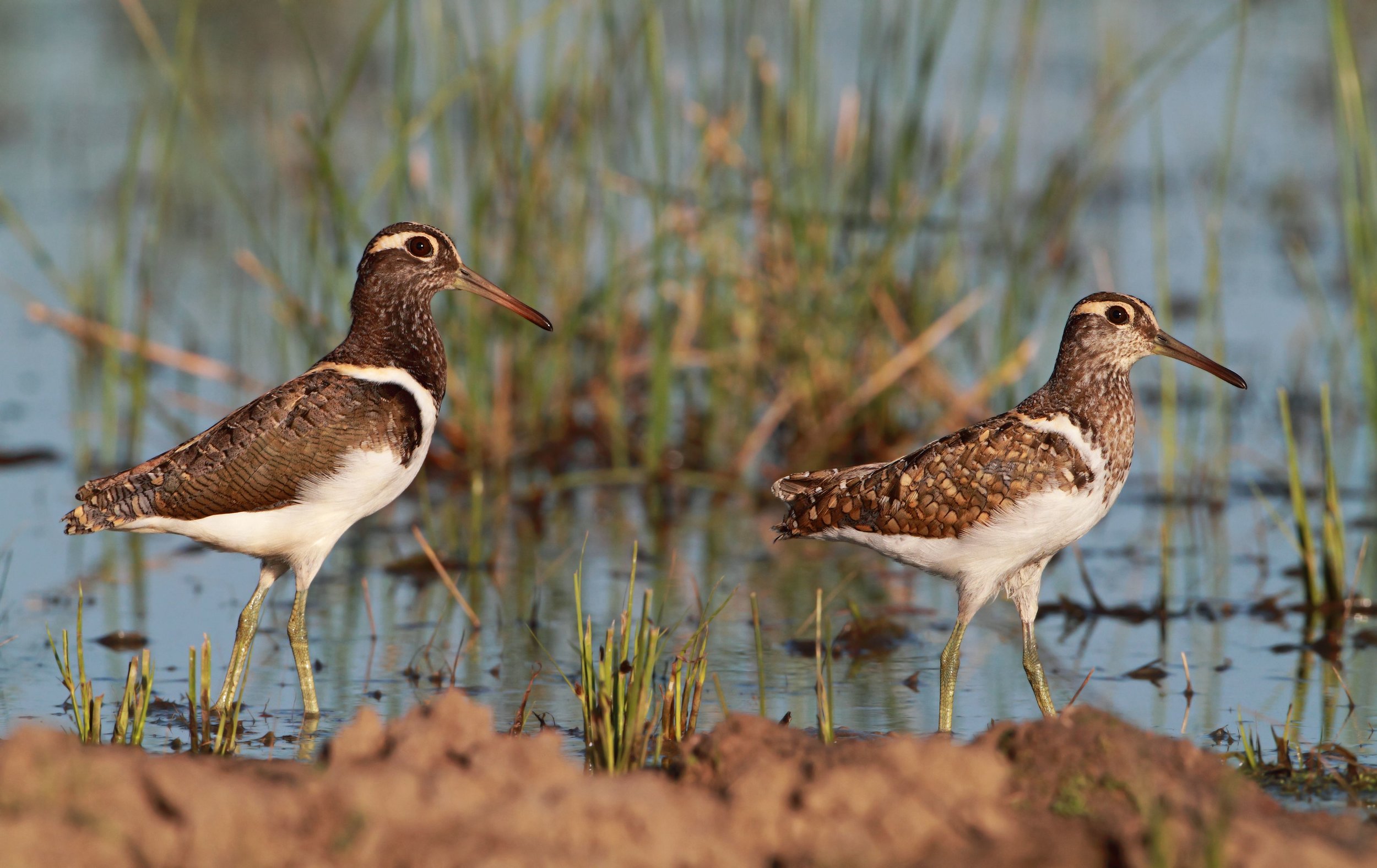 Australian Painted Snipe 9223.jpg