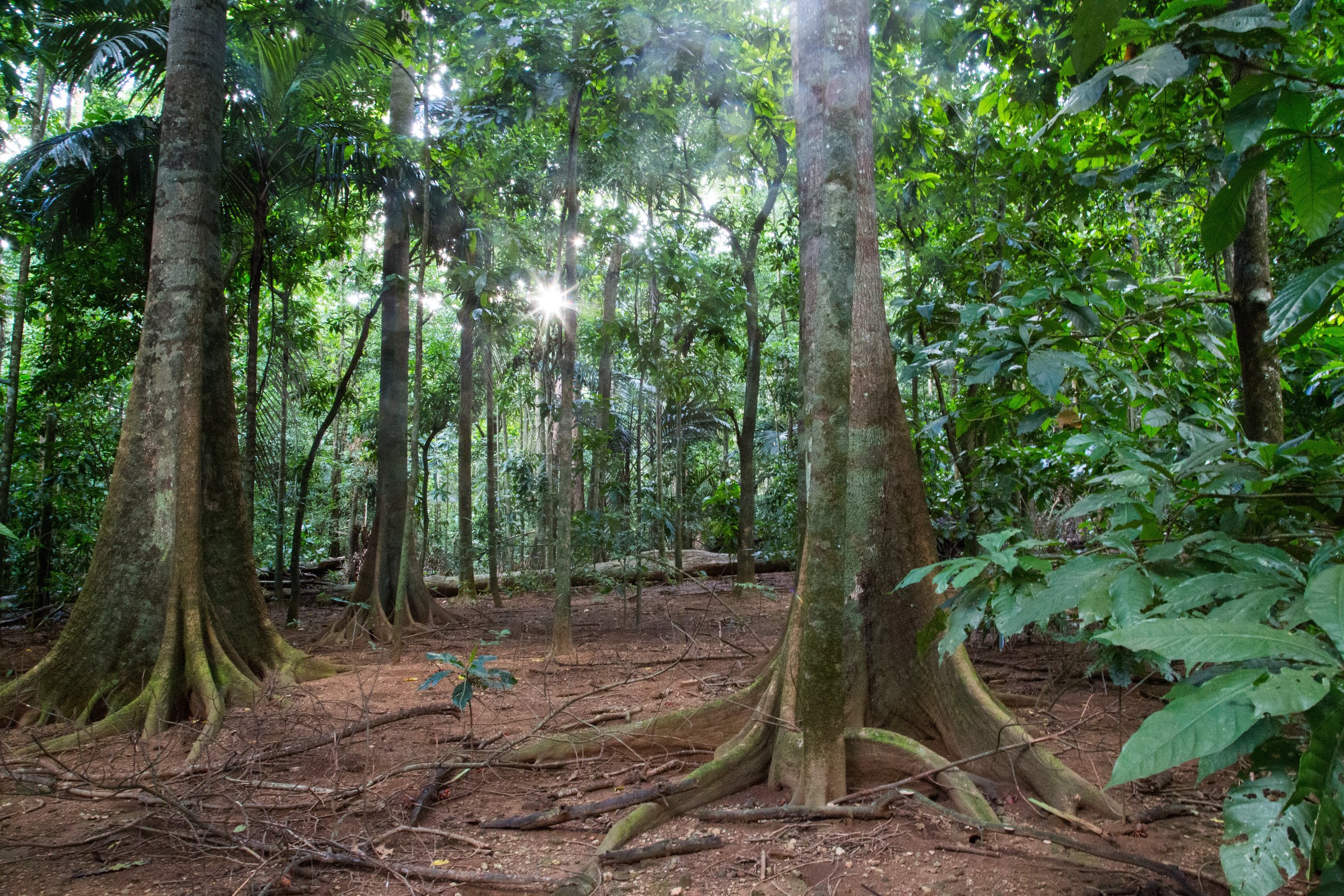 Rainforest1_SarahSummers2014 copy.jpg