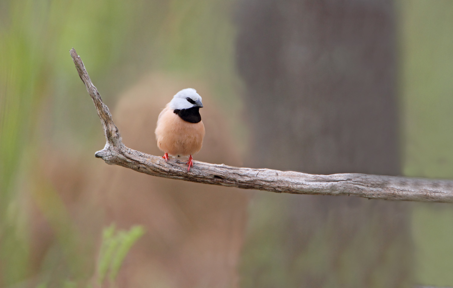 Black-throated Finch 7000 lr.jpg