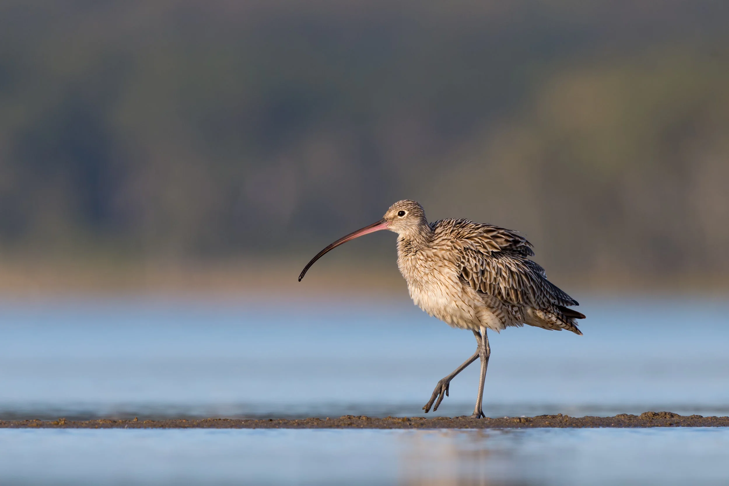 149-Eastern-Curlew-Lake-Wollumboola,NSW-261215.jpg