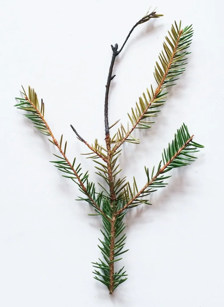  Spruce branch 